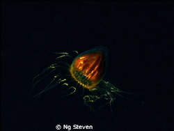 Jelly Fish Plankton in Mid water about 10m. Single strobe... by Ng Steven 